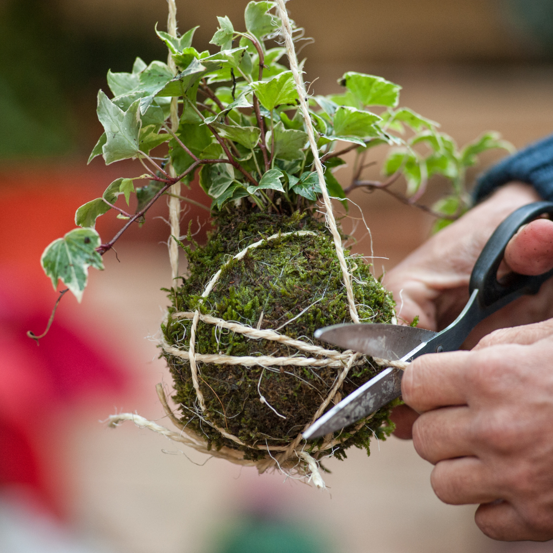  moss-covered ball of soil wrapped with string