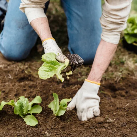 Kneeling in a garden wearing gloves and planting a leafy vegetable