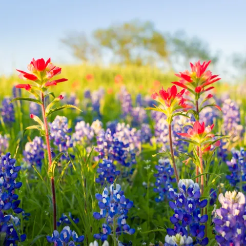 Bluebonnets and Prairie-fire flowers in a sunlit meadow