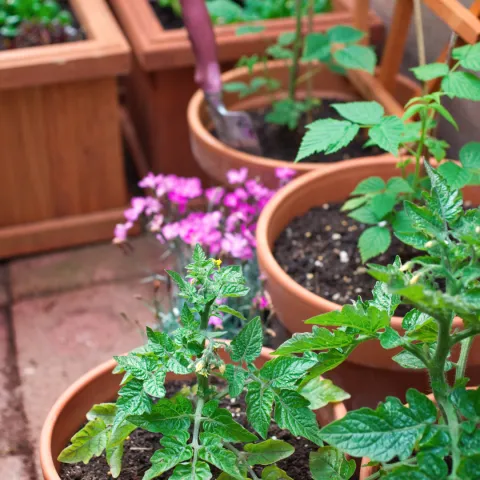 Leafy green plants in terracotta pots on a patio