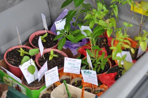 Plant cuttings in tiny pots with small labels, like "Basil"
