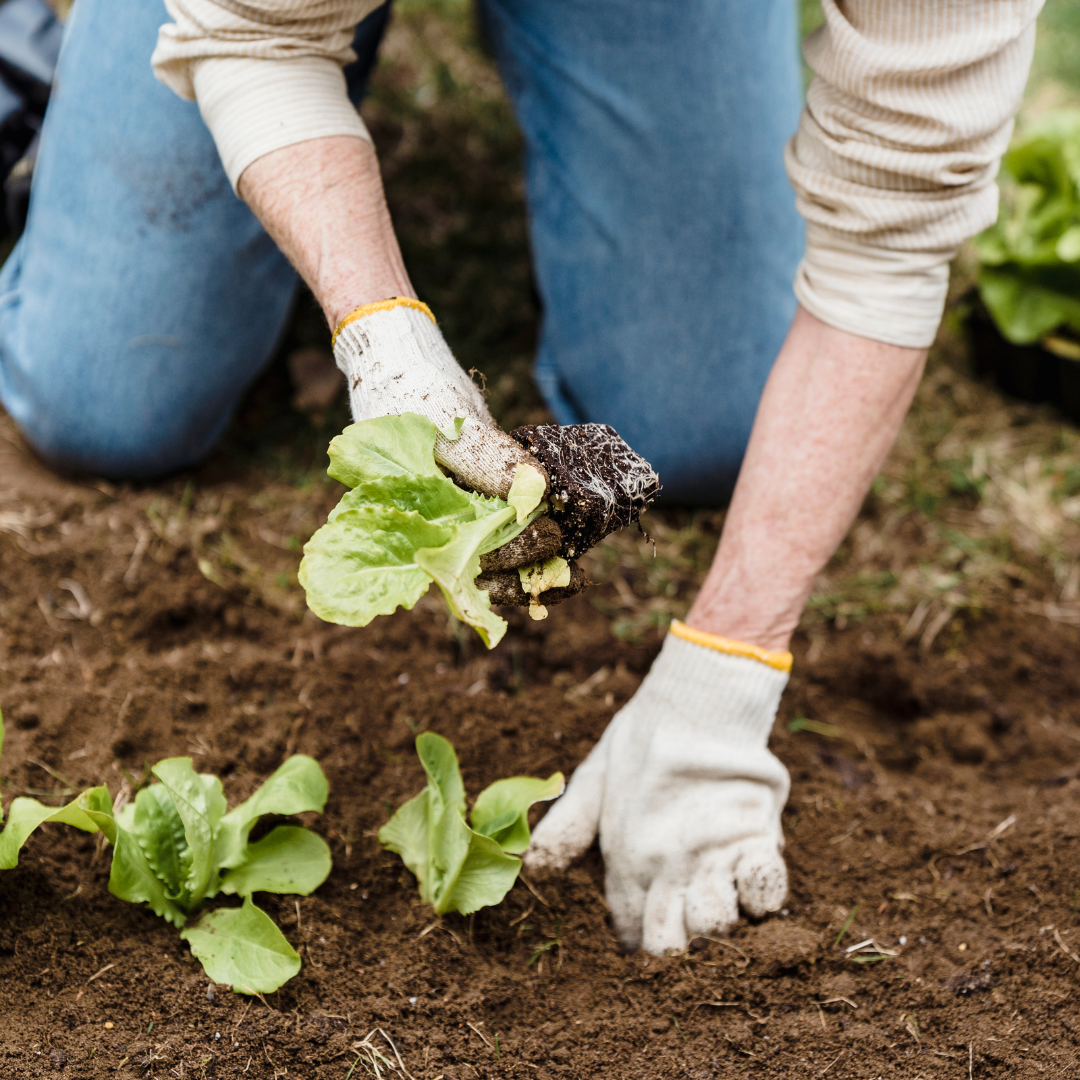 Kneeling in a garden wearing gloves and planting a leafy vegetable