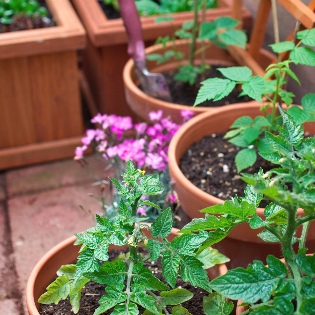 Leafy green plants in terracotta pots on a patio